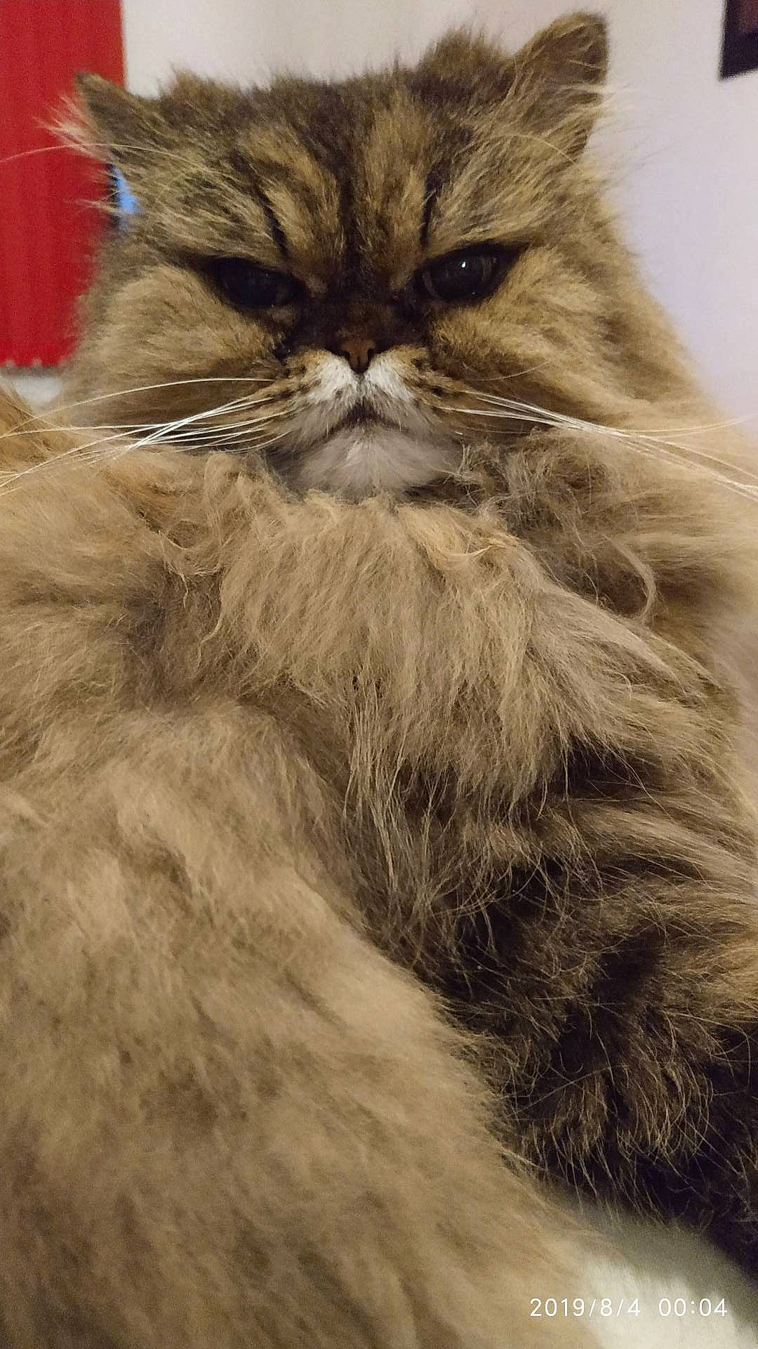 Berlioz participe au concours pour gagner de l'argent avec cette photo : british_longhair, carnivore, cat, close_up, fawn, felidae, fur, grey, iris, mammal, natural_material, persian, small_to_medium_sized_cats, snout, terrestrial_animal, whiskers