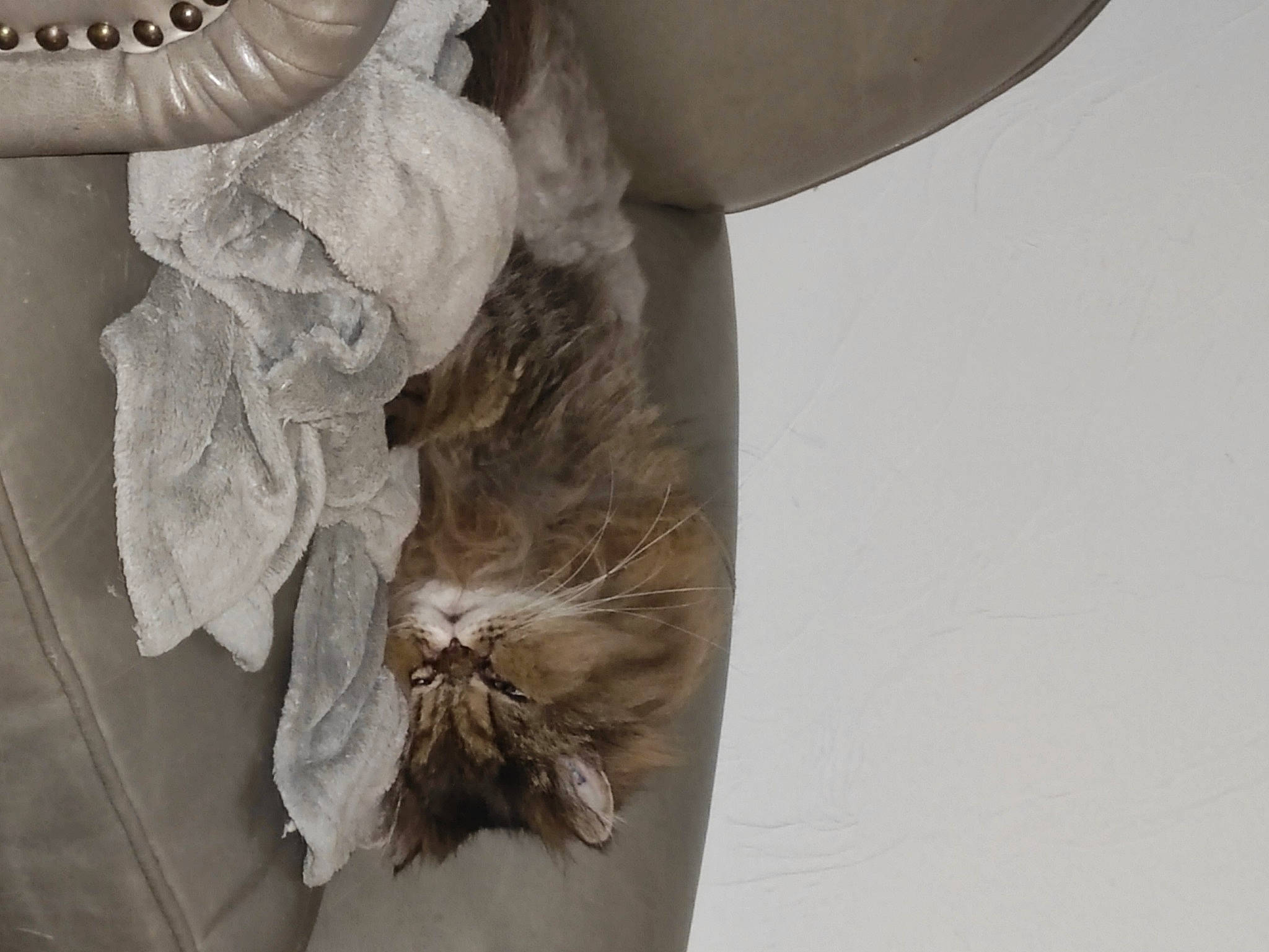 Berlioz a rejoint le concours — aidez-le/la à gagner de superbes lots ! bridal_accessory, cut_flowers, dress, fashion_accessory, feather, flower, fur, human_body, human_leg, knot, leg, linens, monochrome_photography, peach, petal, plant, tree, twig, waist, wood