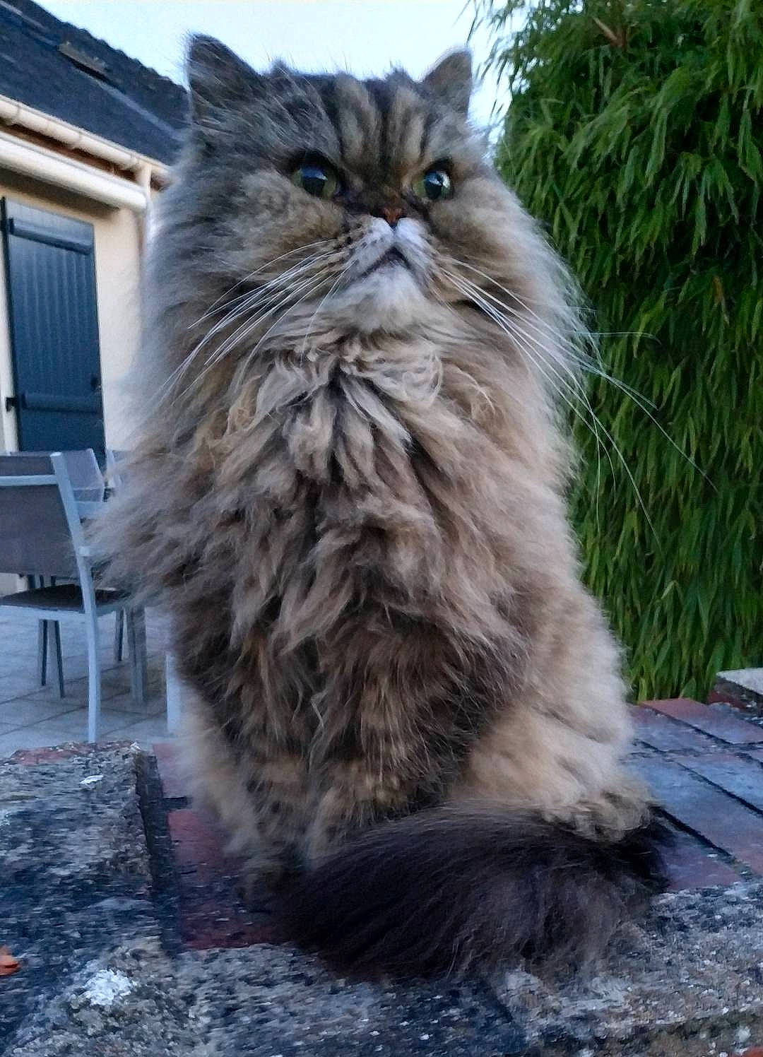 Berlioz participe au concours pour gagner de l'argent avec cette photo : bench, british_longhair, carnivore, cat, felidae, fur, grass, plant, sky, small_to_medium_sized_cats, snout, tail, terrestrial_animal, tree, whiskers, window