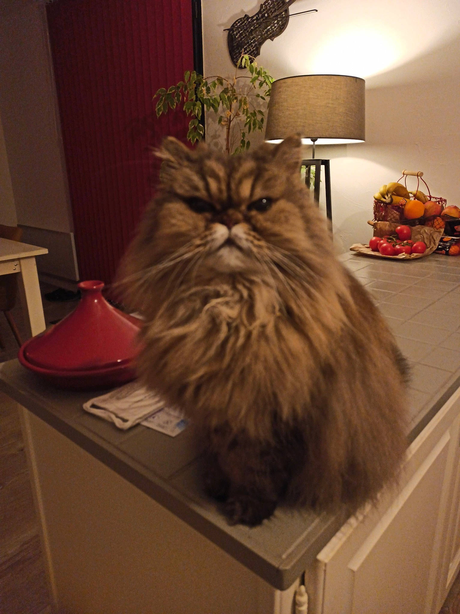 Berlioz participe au concours pour gagner de l'argent avec cette photo : carnivore, cat, comfort, curtain, facial_hair, fawn, felidae, flooring, flowerpot, fur, hardwood, houseplant, lamp, plant, room, small_to_medium_sized_cats, table, whiskers, wood, wood_stain