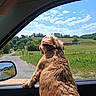 Dinky a rejoint le concours — aidez-le/la à gagner de superbes lots ! dog, shaggy_dog, golden_brown_fur, car, car_window, side_mirror, countryside, rural_landscape, green_fields, winding_road, blue_sky, clouds, sunny, outdoors, road_trip, travel, animal, back_view, landscape, scenic
