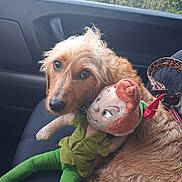 Dinky participe au concours pour gagner de l'argent avec cette photo : dog, puppy, pet, animal, scruffy_fur, brown_fur, floppy_ears, black_nose, brown_eyes, car, car_interior, passenger_seat, road_trip, stuffed_toy, doll, green_clothing, leash, leopard_print, outdoor, portrait