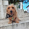 dog, golden_dog, shaggy_dog, pet, canine, animal, portrait, sitting, smiling, happy, bandana, collar, leash, clover_tag, stone_steps, outdoor, village, buildings, trees, blue_sky