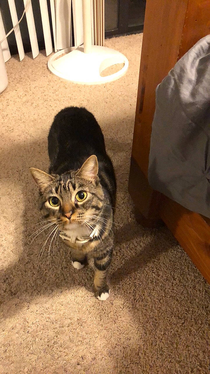 Samantha joined the competition — help win amazing prizes! box, carnivore, cat, chair, domestic_short_haired_cat, felidae, floor, flooring, foot, fur, hardwood, paw, shipping_box, sitting, small_to_medium_sized_cats, snout, tail, terrestrial_animal, whiskers, wood