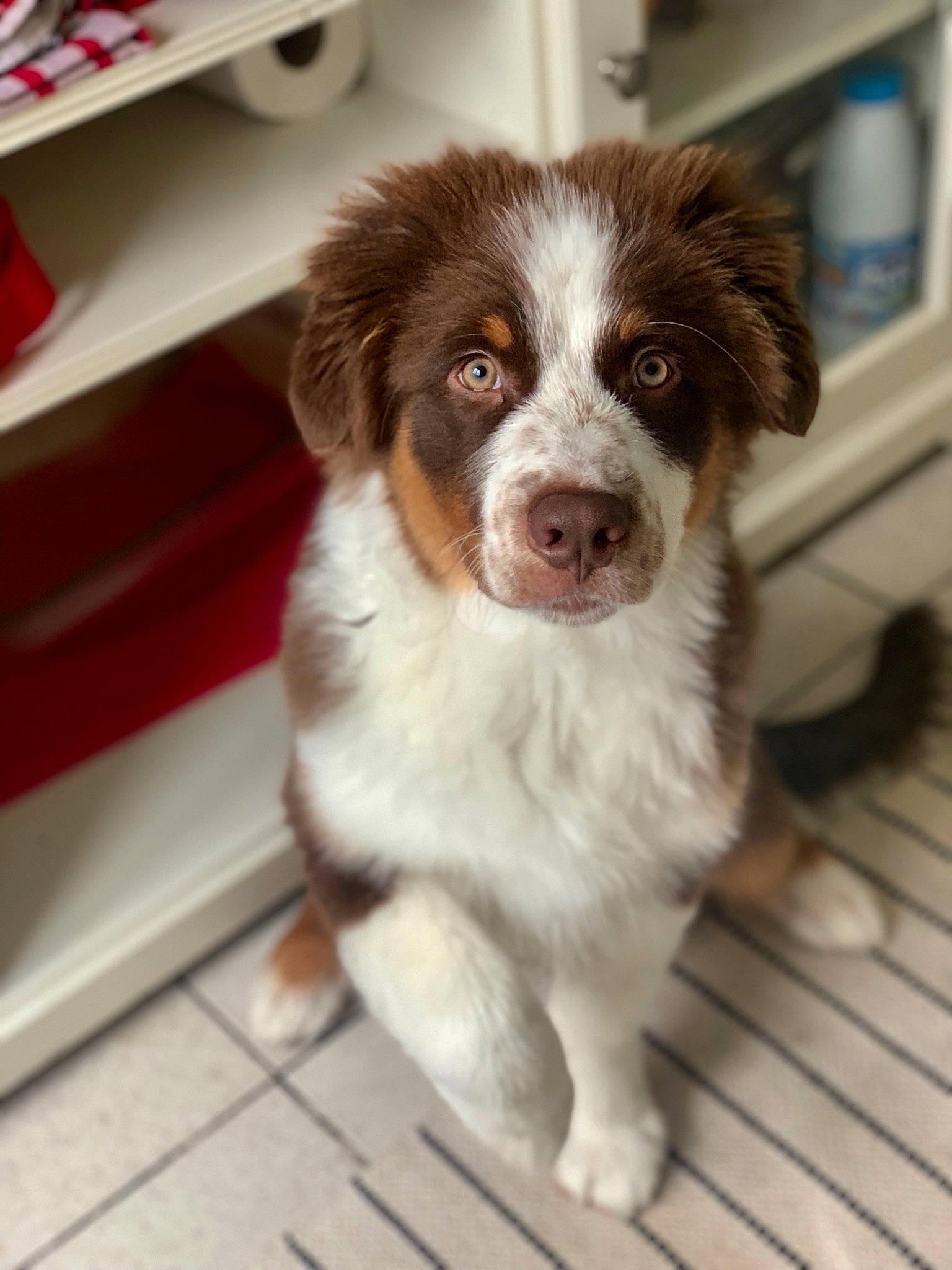 Haka participe au concours pour gagner de l'argent avec cette photo : australian_collie, australian_shepherd, border_collie, canidae, carnivore, companion_dog, dog, dog_breed, mammal, miniature_australian_shepherd, puppy, rare_breed_dog, small_greek_domestic_dog, snout, sporting_group, vertebrate, working_dog