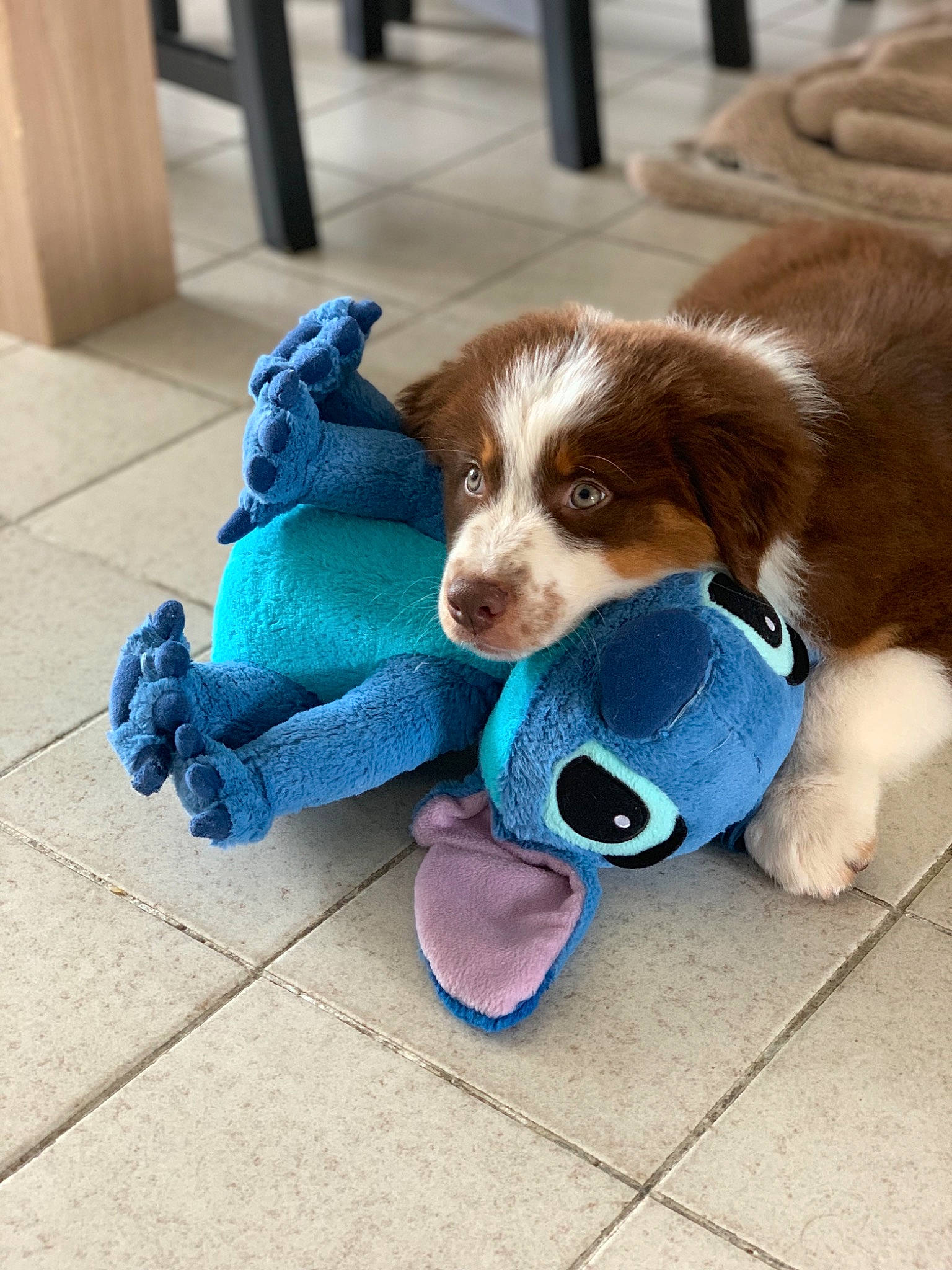 Haka a rejoint le concours — aidez-le/la à gagner de superbes lots ! australian_shepherd, bernese_mountain_dog, border_collie, canidae, carnivore, companion_dog, dog, dog_breed, fur, mammal, miniature_australian_shepherd, play, puppy, spaniel, sporting_group, vertebrate, working_dog