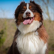 Talia participe au concours pour gagner de l'argent avec cette photo : dog, happy, tongue_out, fluffy, collar, tag, outdoor, nature, blurred_background, brown_fur, white_fur, portrait, pet, canine, animal, close_up, sunlight, smiling, friendly, furry