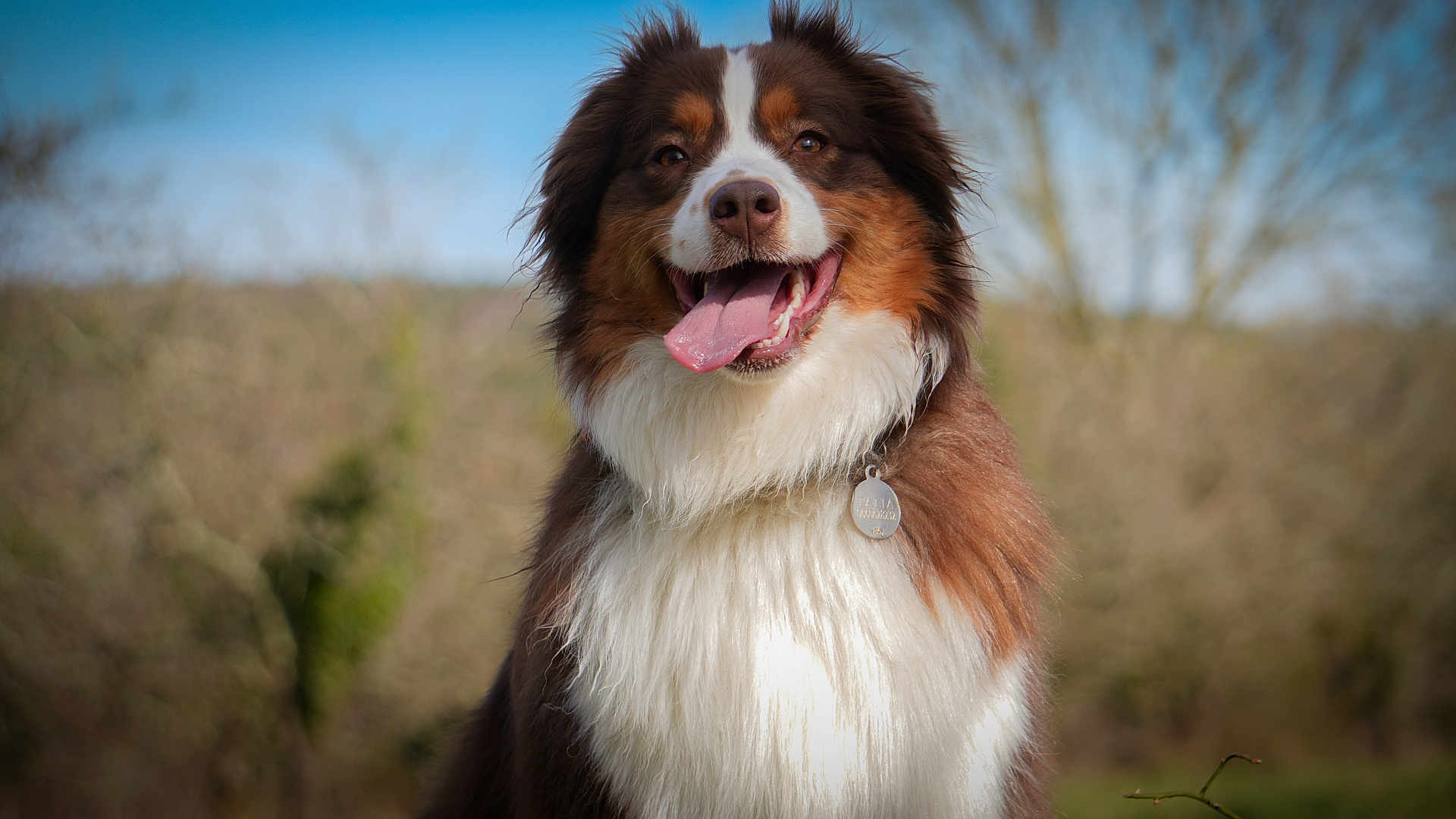 Talia participe au concours pour gagner de l'argent avec cette photo : dog, happy, tongue_out, fluffy, collar, tag, outdoor, nature, blurred_background, brown_fur, white_fur, portrait, pet, canine, animal, close_up, sunlight, smiling, friendly, furry