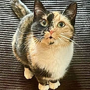 Beverly Carver is registered to the contest to win money with this photo: animal, calico_cat, cat, close_up, curious, cute, domestic_animal, eyes, feline, fur, indoor, looking_up, mammal, pet, sitting, soft_fur, striped_surface, tail, texture, whiskers