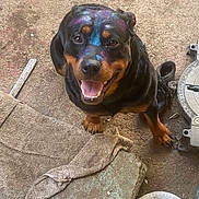 Soul is registered to the contest to win money with this photo: dog, rottweiler, painted_face, colorful_chalk, smiling, tongue_out, sitting, concrete_floor, towel, work_boot, tool, metal_part, dirty, close_up, pet, playful, eyes, paws, garage, outdoor