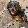 dog, rottweiler, painted_face, colorful_chalk, smiling, tongue_out, sitting, concrete_floor, towel, work_boot, tool, metal_part, dirty, close_up, pet, playful, eyes, paws, garage, outdoor