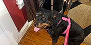 Soul joined the competition — help win amazing prizes! dog, rottweiler, pet, pink_harness, leash, tongue_out, panting, hardwood_floor, rug, tv_stand, curtains, doorway, indoor, living_room, wood_floor, furniture, black_and_tan, happy, sitting, home