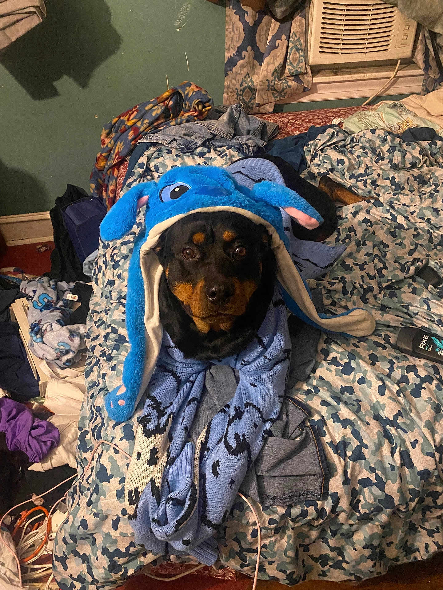 Soul joined the competition — help win amazing prizes! dog, rottweiler, pet, bed, blanket, costume, hood, blue, stuffed_animal, indoor, messy_room, bedding, camo_pattern, air_conditioner, clothing, jeans, portrait, looking_at_camera, cute, canine