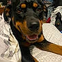 Soul joined the competition — help win amazing prizes! dog, rottweiler, pet, close_up, tongue, bed, blanket, indoor, bedroom, fur, paw, nose, eyes, happy, smile, domestic_animal, lying_down, comforter, messy_room, furniture