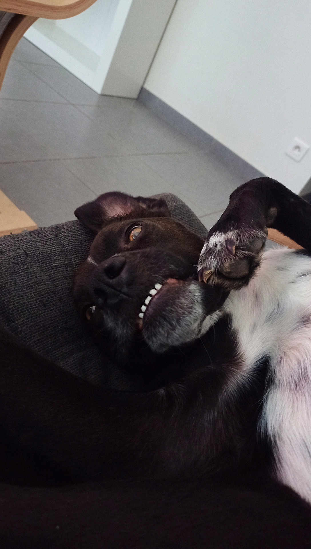 Raven participe au concours pour gagner de l'argent avec cette photo : dog, pet, lying_down, playful, teeth, paw, indoor, floor, tile, black_fur, white_fur, snout, ears, closeup, relaxed, canine, animal, cute, funny_expression, resting