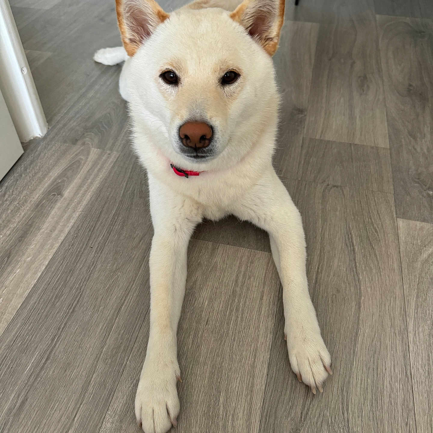 Pumba participe au concours pour gagner de l'argent avec cette photo : accessories, animal, canine, dog, eskimodog, hardwood, husky, indoors, interiordesign, labradorretriever, pet, plywood, puppy, snout, stainedwood, strap, whitedog, wood