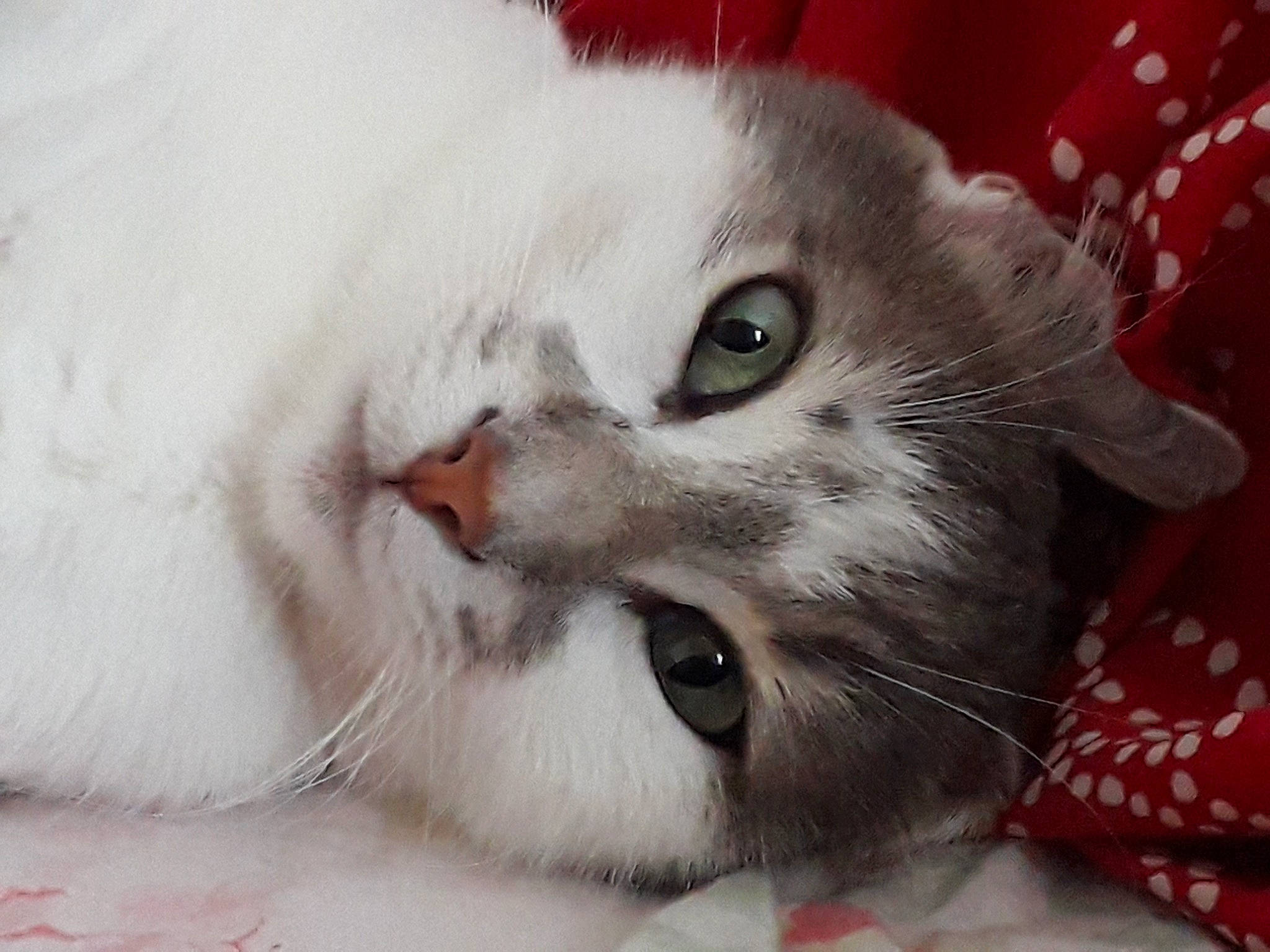 Cassis a rejoint le concours — aidez-le/la à gagner de superbes lots ! carnivore, cat, claw, domestic_short_haired_cat, felidae, fur, paw, small_to_medium_sized_cats, snout, whiskers