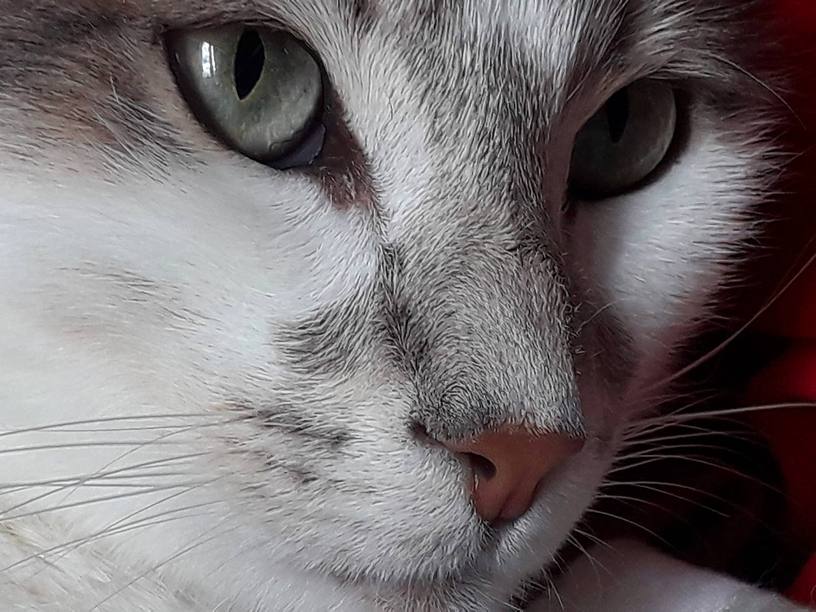 Cassis a rejoint le concours — aidez-le/la à gagner de superbes lots ! carnivore, cat, curious, domestic_short_haired_cat, felidae, fur, iris, no_expression, small_to_medium_sized_cats, snout, tail, terrestrial_animal, whiskers