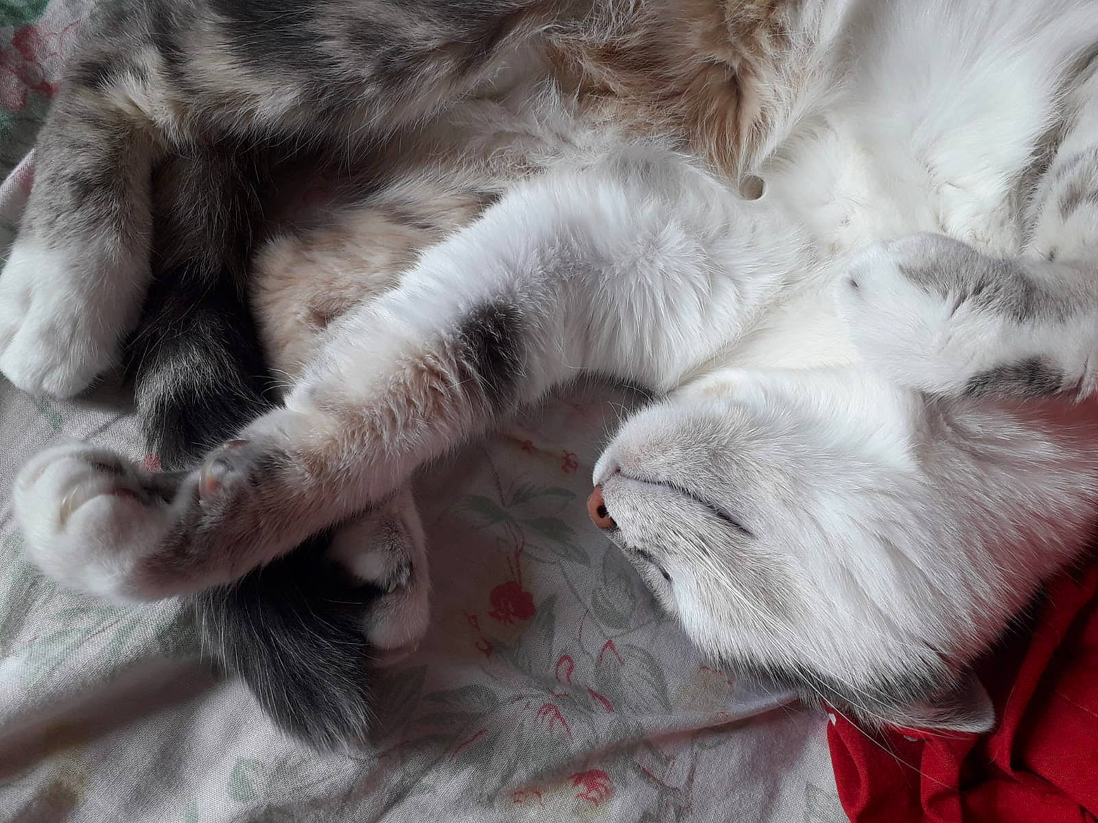 Cassis participe au concours pour gagner de l'argent avec cette photo : carnivore, cat, claw, close_up, comfort, domestic_short_haired_cat, felidae, fur, grey, nap, paw, sleep, small_to_medium_sized_cats, snout, tail, vertebrate, whiskers