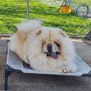 Buttercup joined the competition — help win amazing prizes! dog, chow_chow, fluffy, tongue_out, pet_bed, outdoor, fence, grass, concrete, relaxed, tongue, paw, shade, sunlight, garden_tools, rake, yellow_bucket, pet, canine, furry