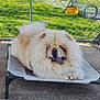 dog, chow_chow, fluffy, tongue_out, pet_bed, outdoor, fence, grass, concrete, relaxed, tongue, paw, shade, sunlight, garden_tools, rake, yellow_bucket, pet, canine, furry