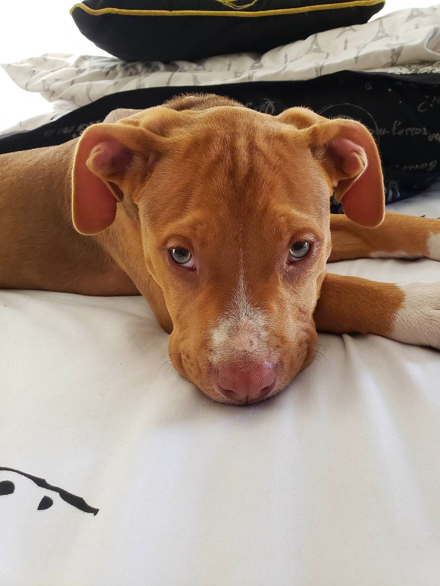 Jack is registered to the contest to win money with this photo: canidae, carnivore, comfort, companion_dog, dog, dog_breed, ear, fawn, fur, liver, non_sporting_group, pet_supply, puppy, snout, sporting_group, terrestrial_animal, whiskers, wood, working_animal