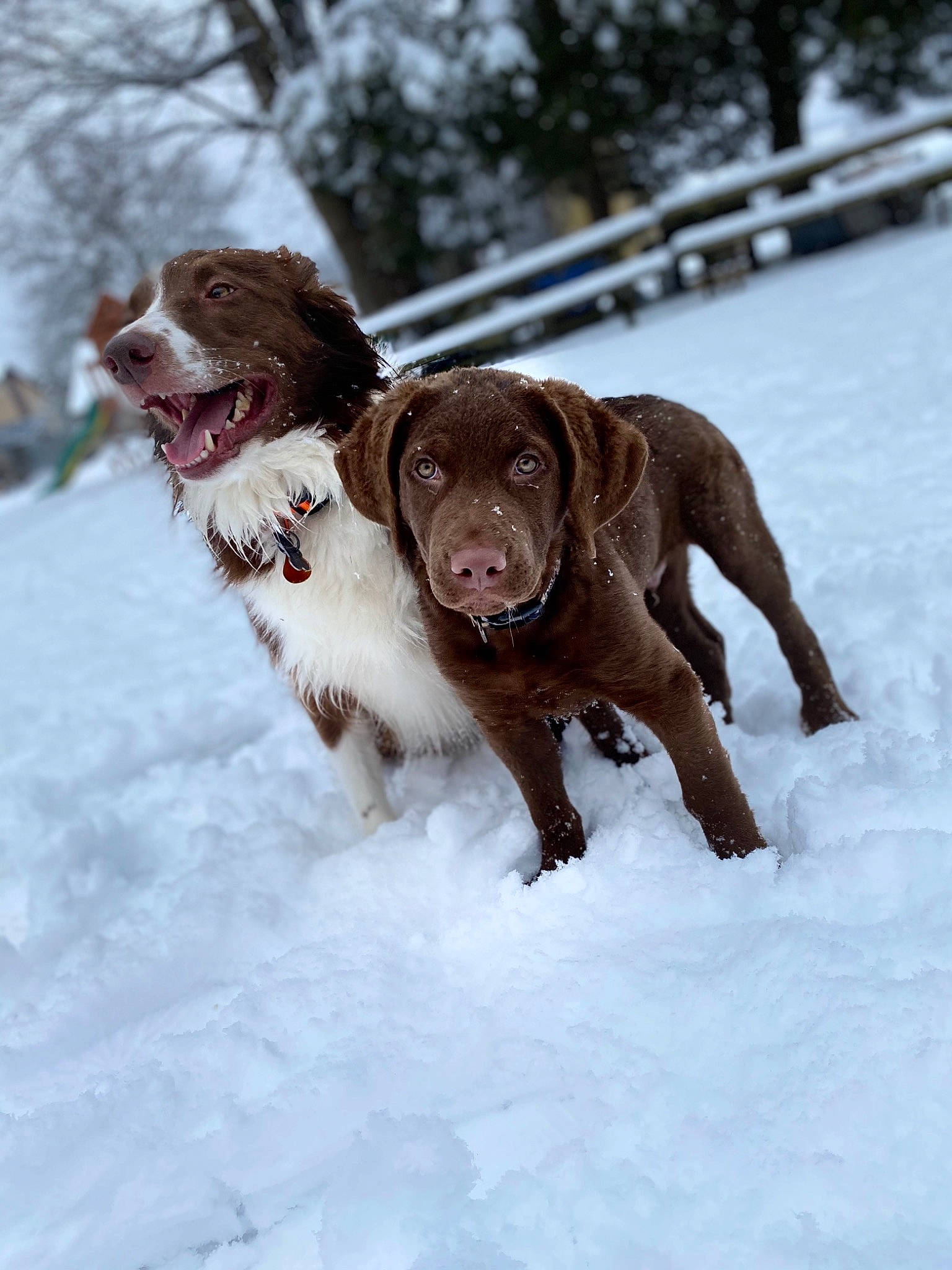 Huk joined the competition — help win amazing prizes! canidae, carnivore, collar, companion_dog, dog, dog_breed, dog_collar, fawn, freezing, fur, gun_dog, leash, liver, retriever, snout, snow, sporting_group, tree, winter, working_animal