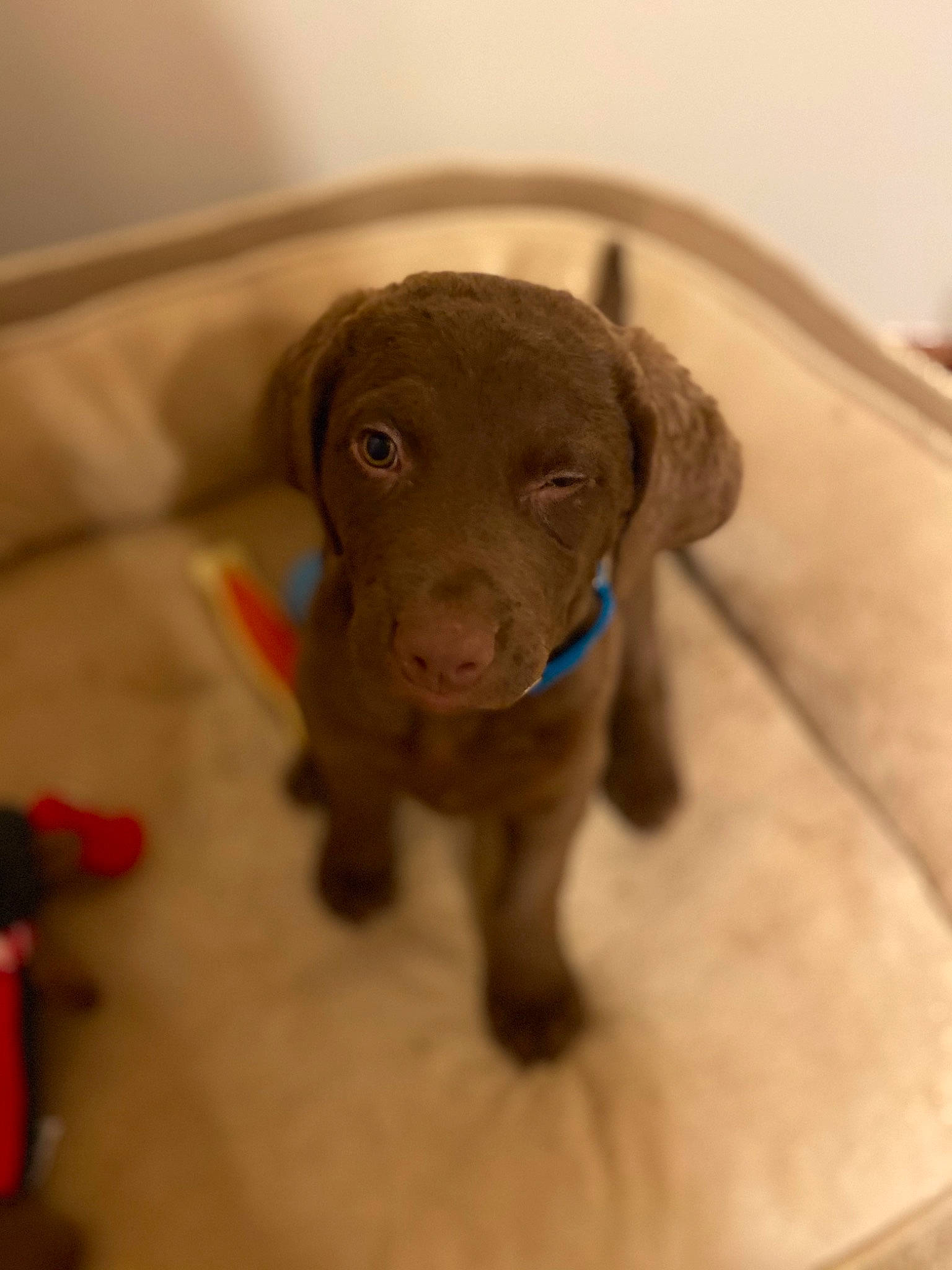 Huk is registered to the contest to win money with this photo: canidae, carnivore, companion_dog, dog, dog_breed, ear, fawn, floor, flooring, fur, gun_dog, hardwood, liver, pet_supply, snout, sporting_group, terrestrial_animal, whiskers, wood, working_animal