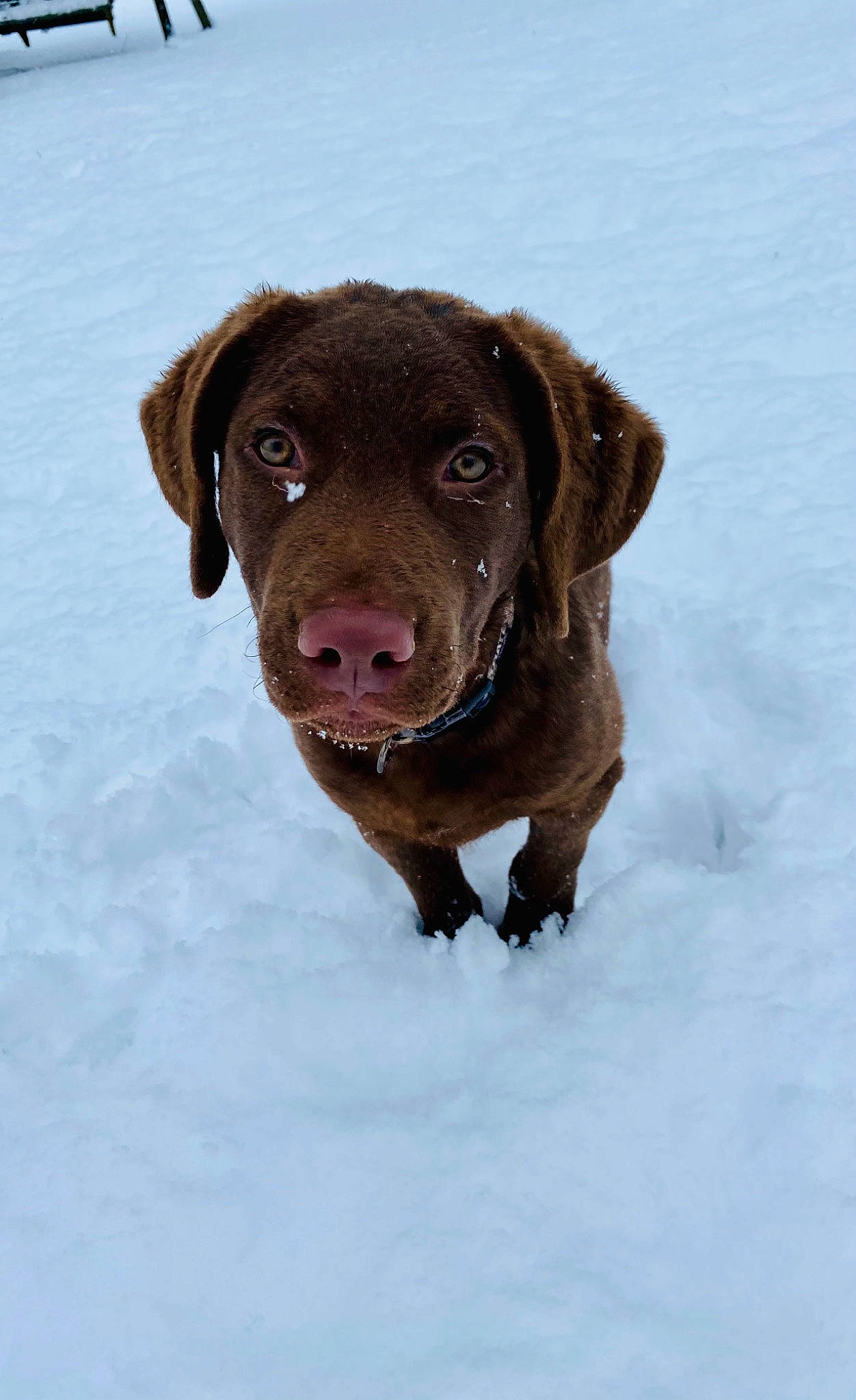 Huk joined the competition — help win amazing prizes! borador, canidae, carnivore, collar, dog, dog_breed, dog_collar, fur, gun_dog, hat, hunting_dog, liver, pointing_breed, retriever, snout, snow, sporting_group, whiskers, winter, working_animal