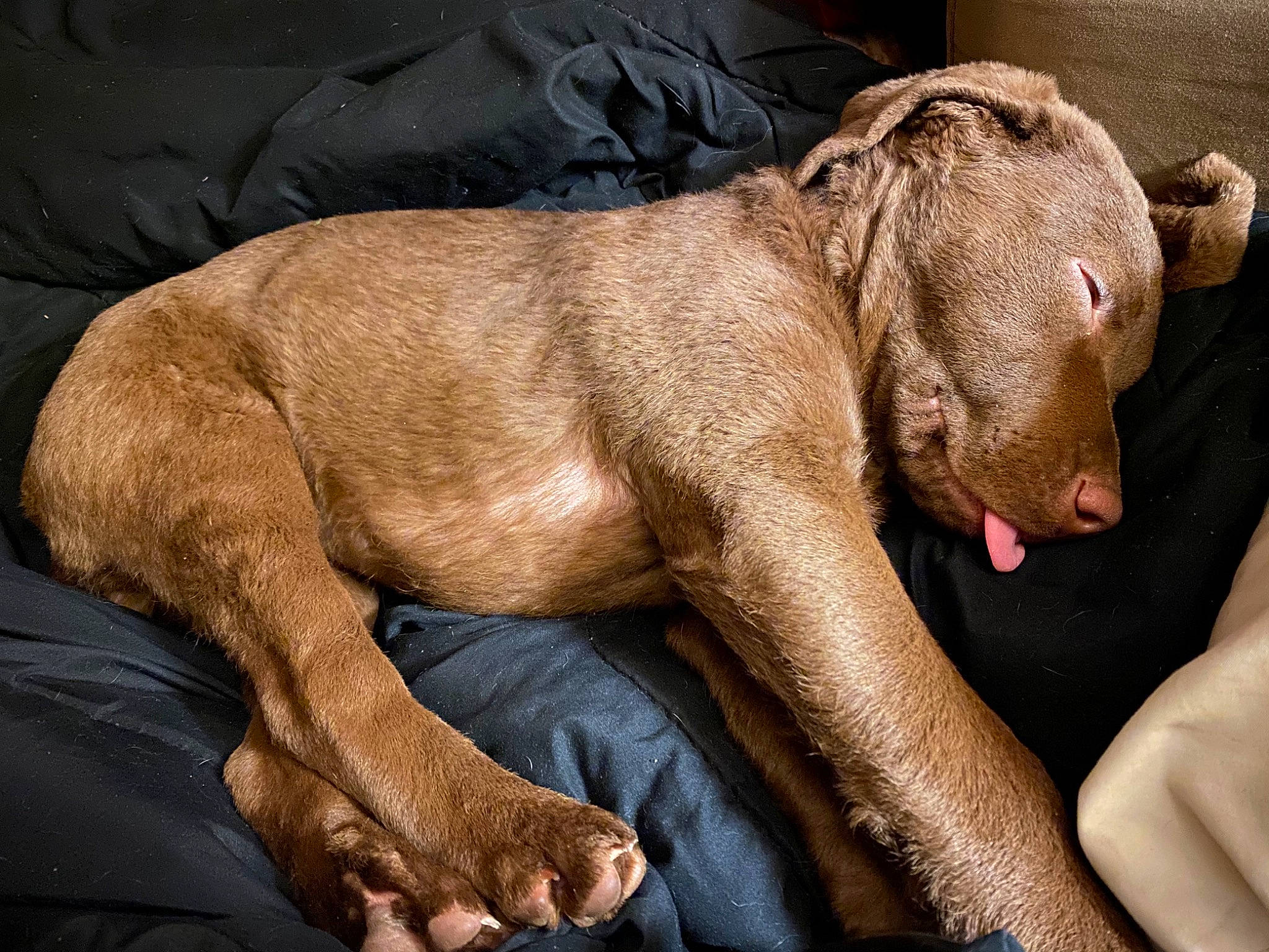 Huk joined the competition — help win amazing prizes! canidae, carnivore, comfort, companion_dog, dog, dog_breed, fawn, flesh, fur, liver, non_sporting_group, snout, sporting_group, terrestrial_animal, whiskers, wildlife, working_animal, wrinkle