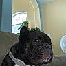 Toadman is registered to the contest to win money with this photo: animal, black_and_white, collar, couch, dog, domestic, ears, face, french_bulldog, fur, home, indoor, living_room, looking_away, pet, plant, portrait, seated, snout, window