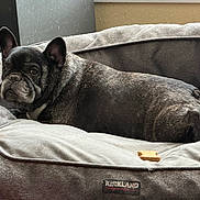 Toadman joined the competition — help win amazing prizes! animal, brindle_coat, canine, companion, cozy, cute, dog, domestic, ears, face, french_bulldog, fur, gray, indoor, pet_bed, plush, relaxed, resting, snout, treat