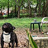 Toadman is registered to the contest to win money with this photo: animal, background, blur, canine, daylight, dog, fence, french_bulldog, garden, grass, leaves, nature, outdoor, pet, plastic_chair, plastic_table, playful, shaking, trees, yard