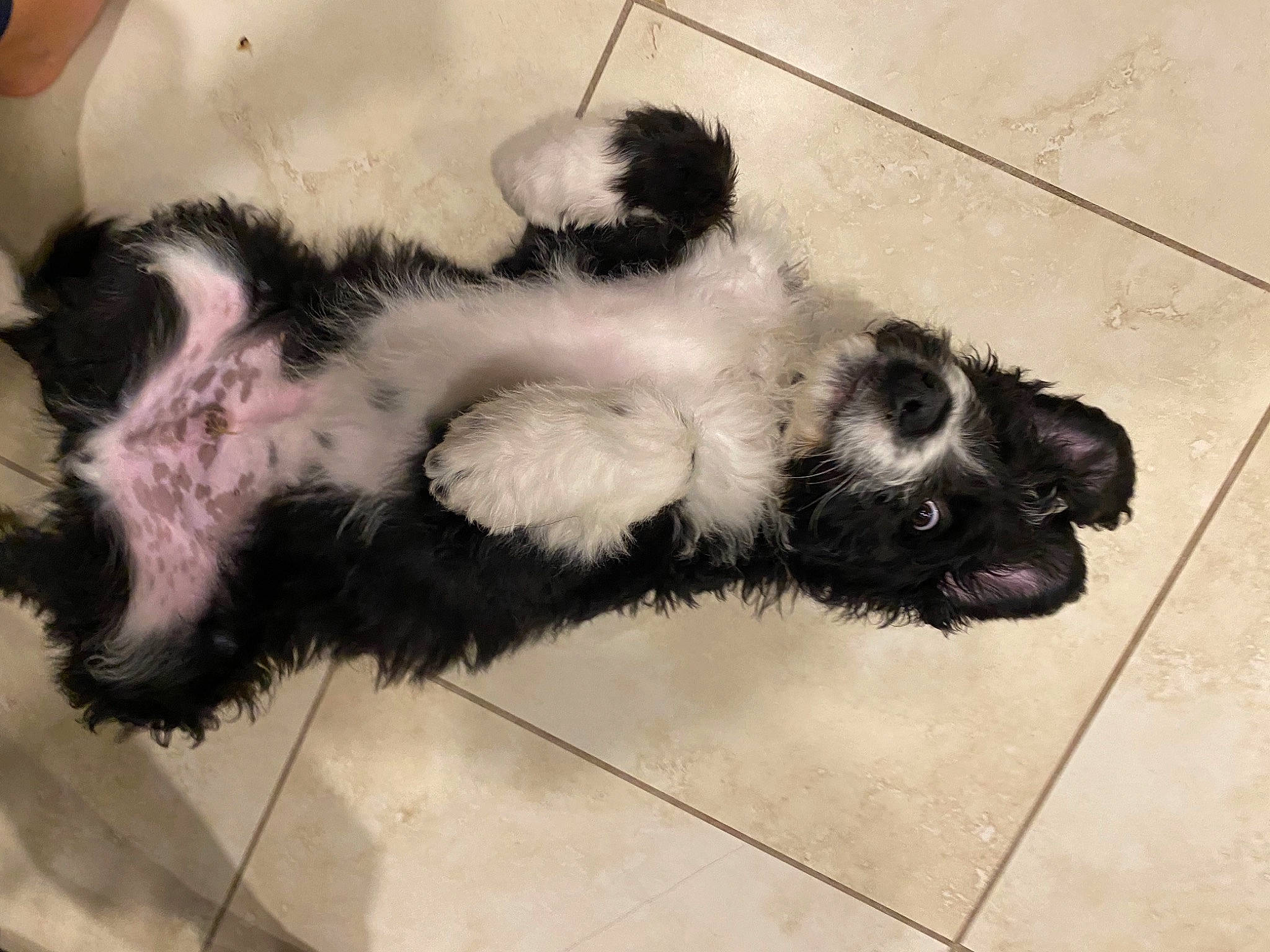 Watson is registered to the contest to win money with this photo: canidae, carnivore, claw, comfort, companion_dog, dog_breed, felidae, flooring, foot, fur, non_sporting_group, paw, puppy, small_to_medium_sized_cats, snout, sporting_group, tail, terrestrial_animal, whiskers