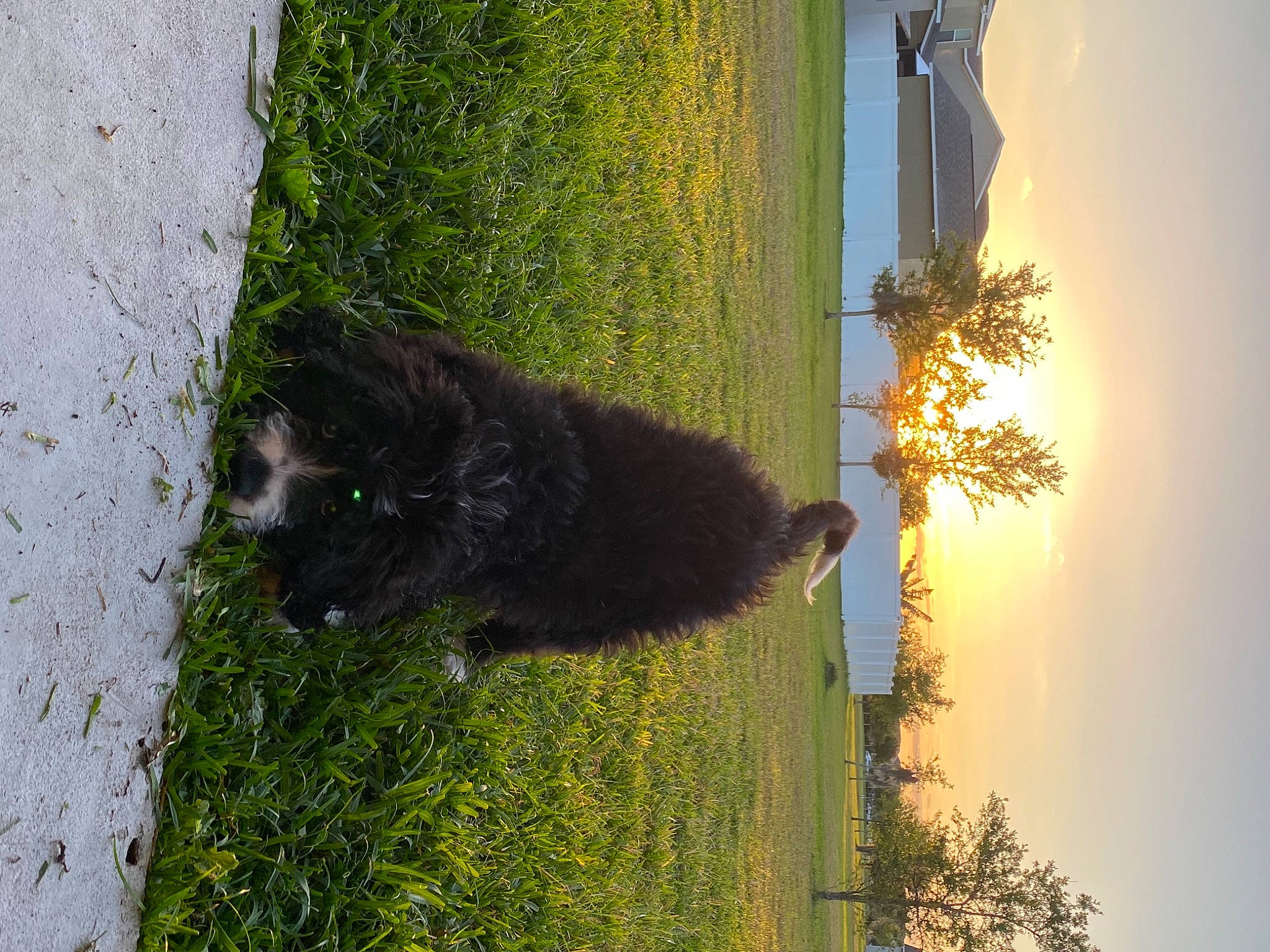 Watson is registered to the contest to win money with this photo: biome, branch, carnivore, dog_breed, fawn, felidae, grass, groundcover, plant, shrub, sky, snout, tail, terrestrial_animal, tints_and_shades, tree, trunk, window, wood, woody_plant