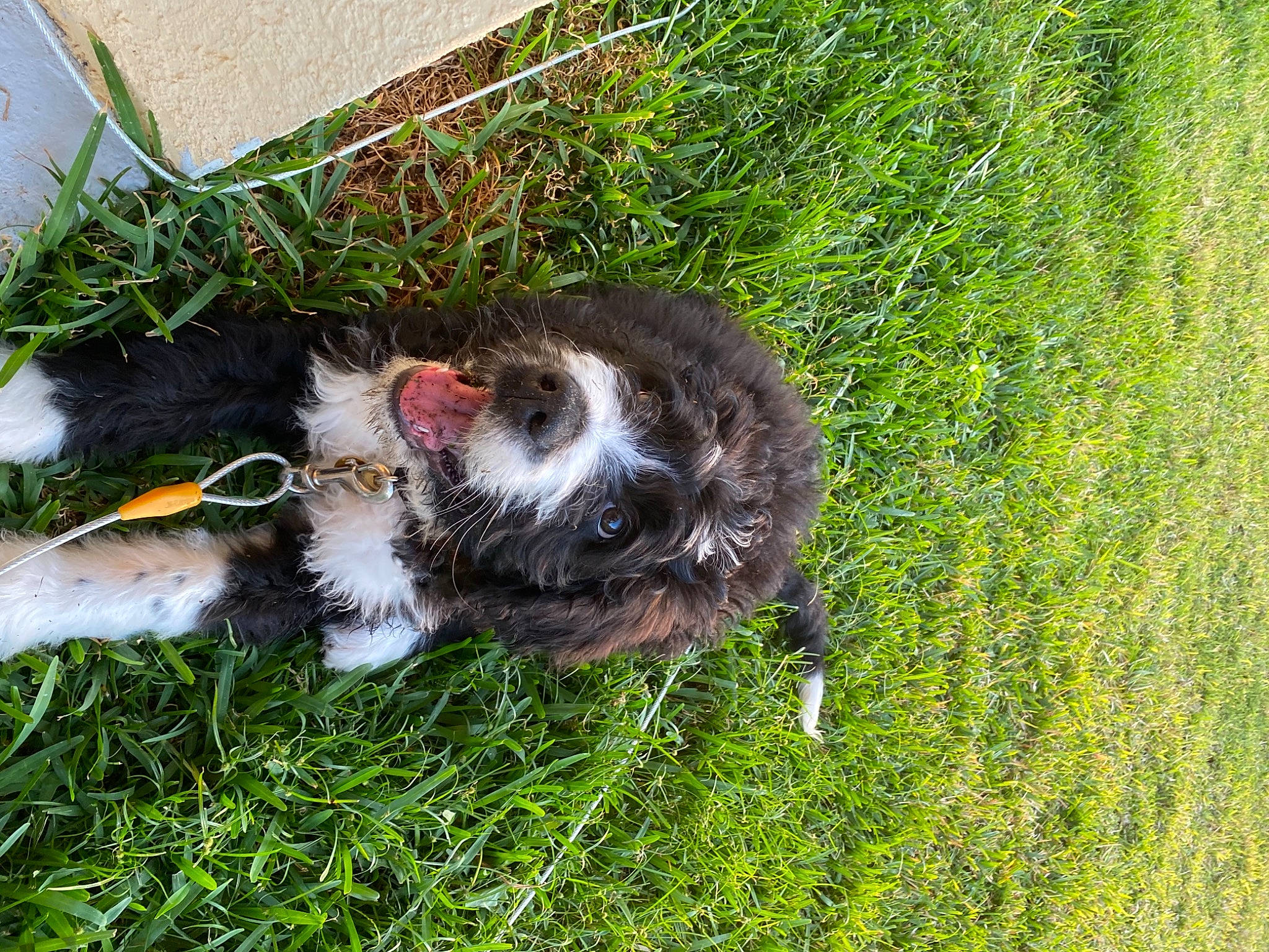 Watson joined the competition — help win amazing prizes! canidae, carnivore, companion_dog, dog, dog_breed, felidae, fur, grass, groundcover, herding_dog, plant, schnauzer, small_to_medium_sized_cats, snout, sporting_group, tail, terrier, whiskers, working_animal, working_dog