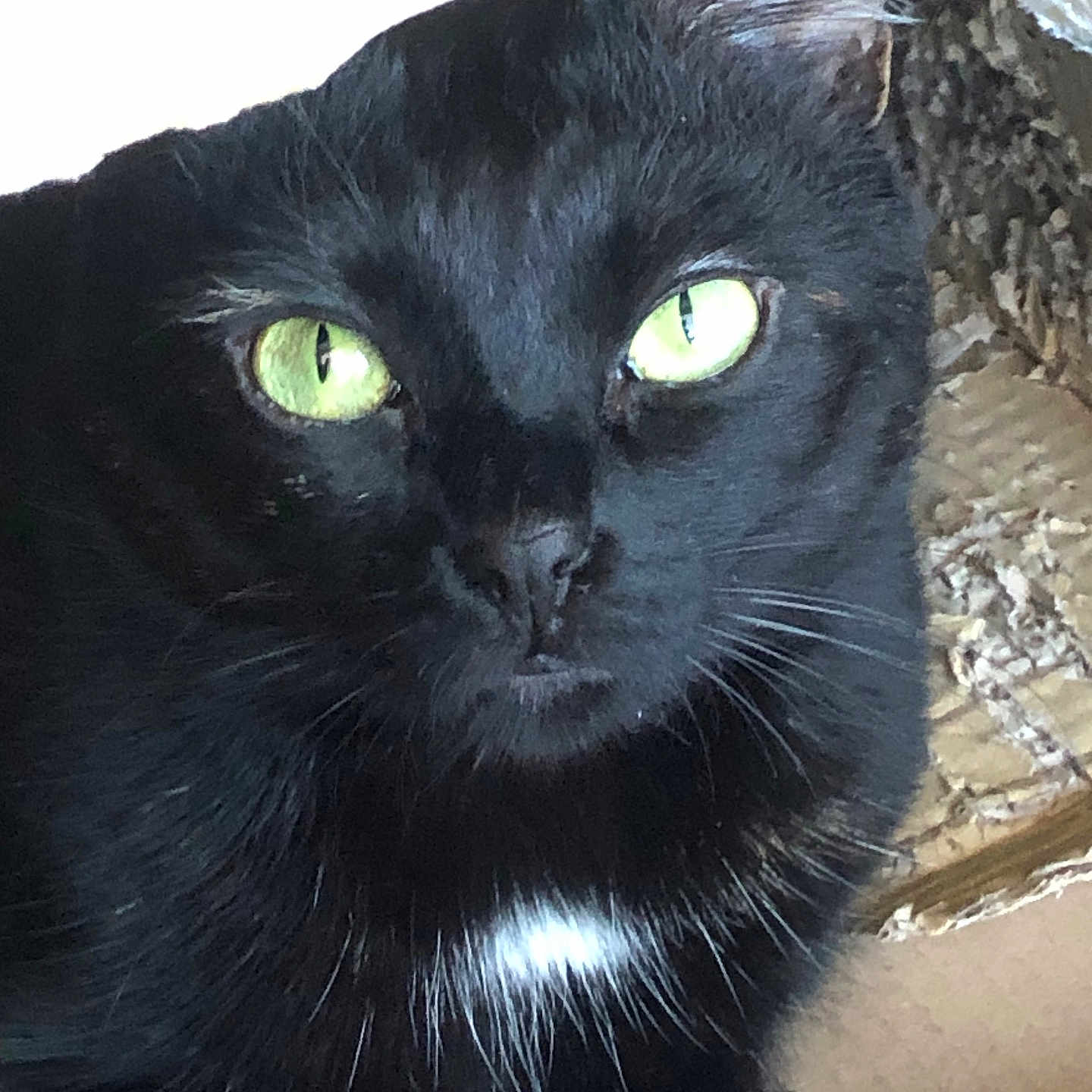 Tchounette participe au concours pour gagner de l'argent avec cette photo : animal, black_cat, black_fur, cardboard_box, cat_face, close_up, curious, cute, domestic_cat, feline, green_eyes, indoor, looking_at_camera, pet, portrait, resting, shredded_paper, soft_lighting, whiskers, white_patch