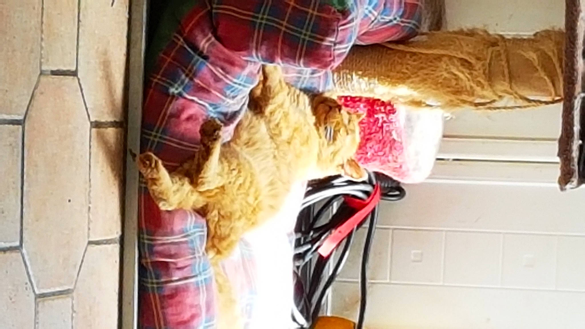 Garfield participe au concours pour gagner de l'argent avec cette photo : blond, footwear, fur, hair_coloring, leg, long_hair, pink, shoe, tail, textile, thread, wool