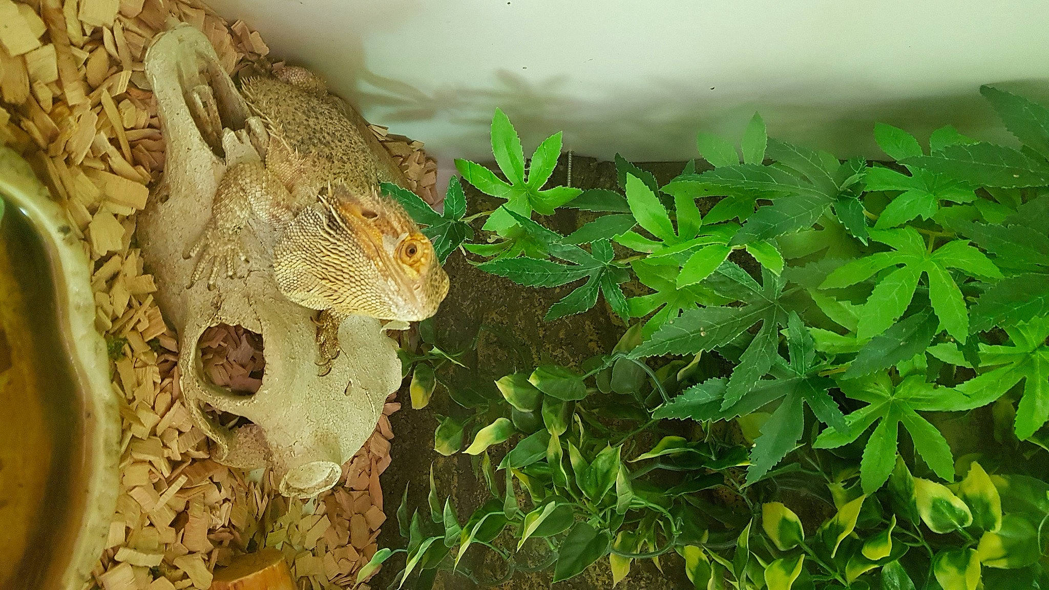 Erico participe au concours pour gagner de l'argent avec cette photo : adaptation, fawn, leaf, lizard, organism, plant, reptile, terrestrial_animal, wildlife