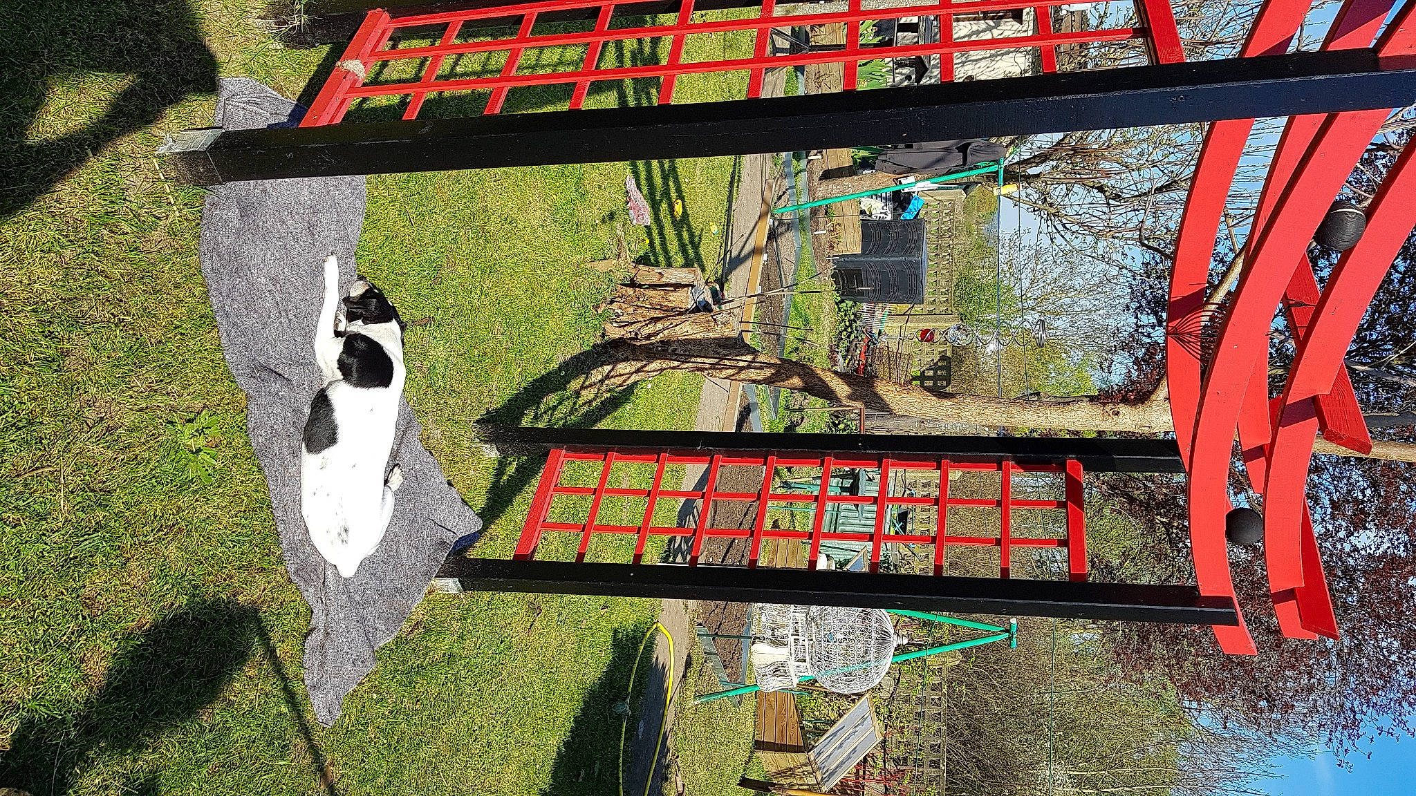 Cooky participe au concours pour gagner de l'argent avec cette photo : art