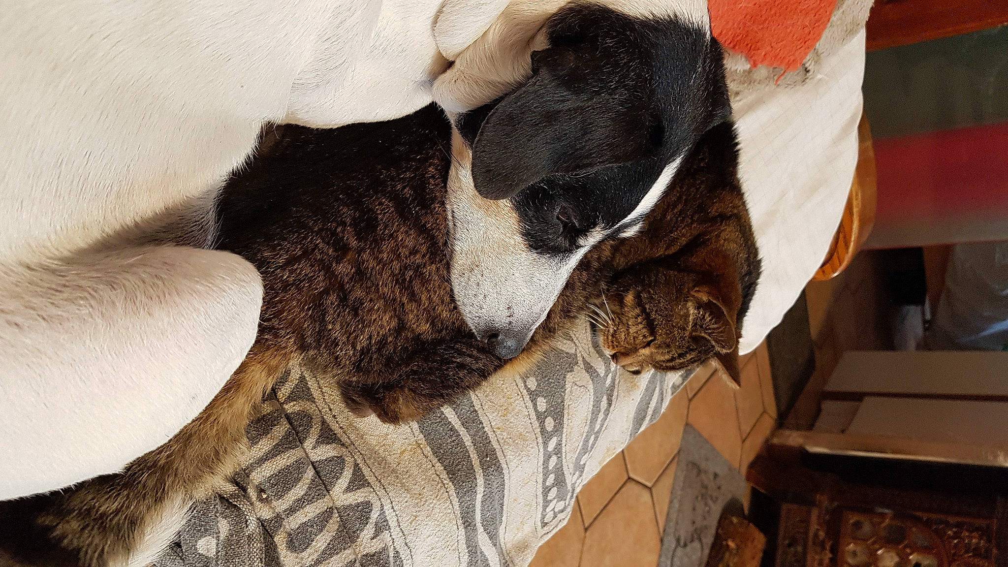 Cooky a rejoint le concours — aidez-le/la à gagner de superbes lots ! canidae, carnivore, dog, dog_breed, pointer, puppy, sporting_group