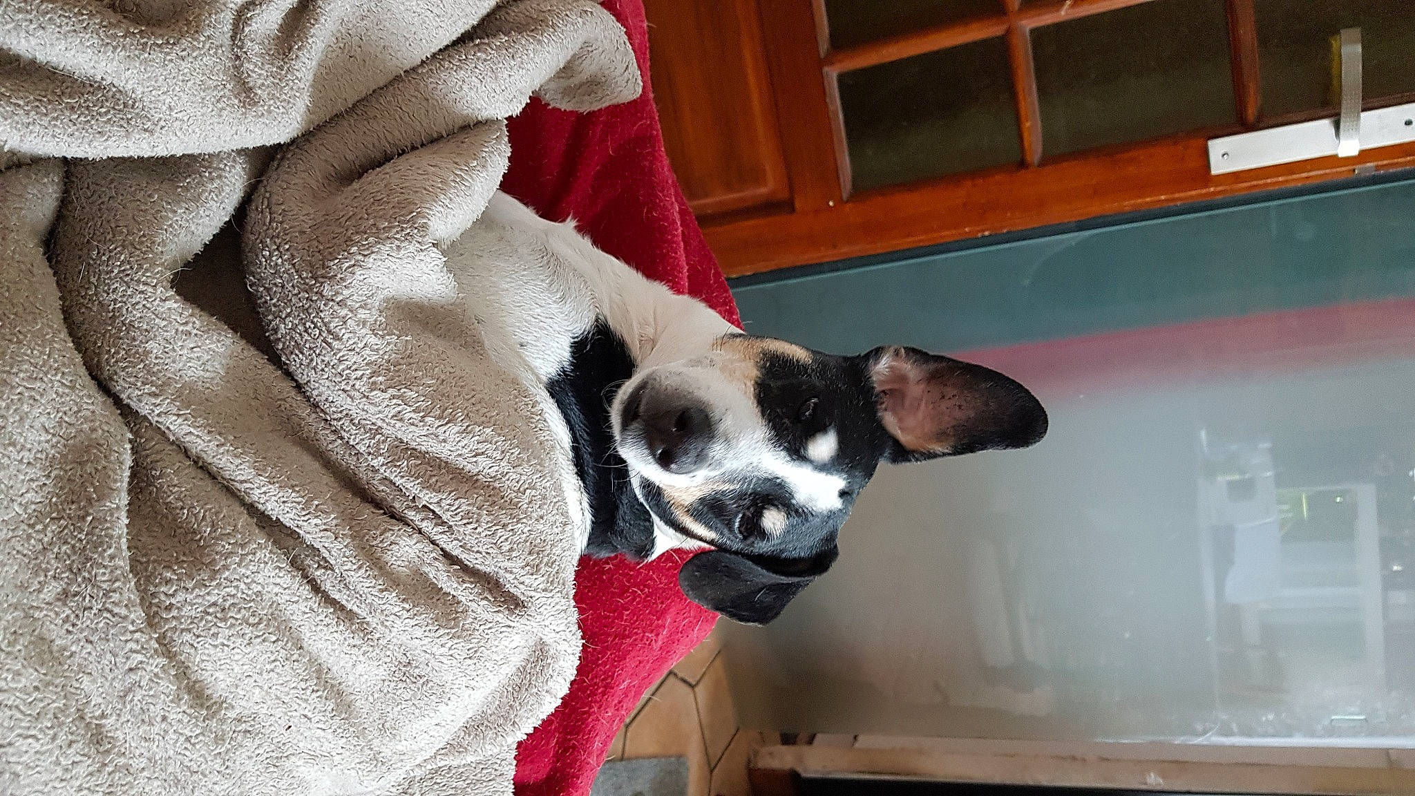 Cooky participe au concours pour gagner de l'argent avec cette photo : boston_terrier, canidae, carnivore, companion_dog, dog, dog_breed, ear, fawn, non_sporting_group, snout, sporting_group, whiskers