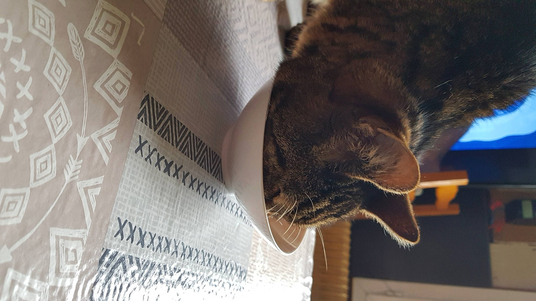 Tigrou participe au concours pour gagner de l'argent avec cette photo : carnivore, cat, domestic_short_haired_cat, felidae, small_to_medium_sized_cats, snout, tail, whiskers