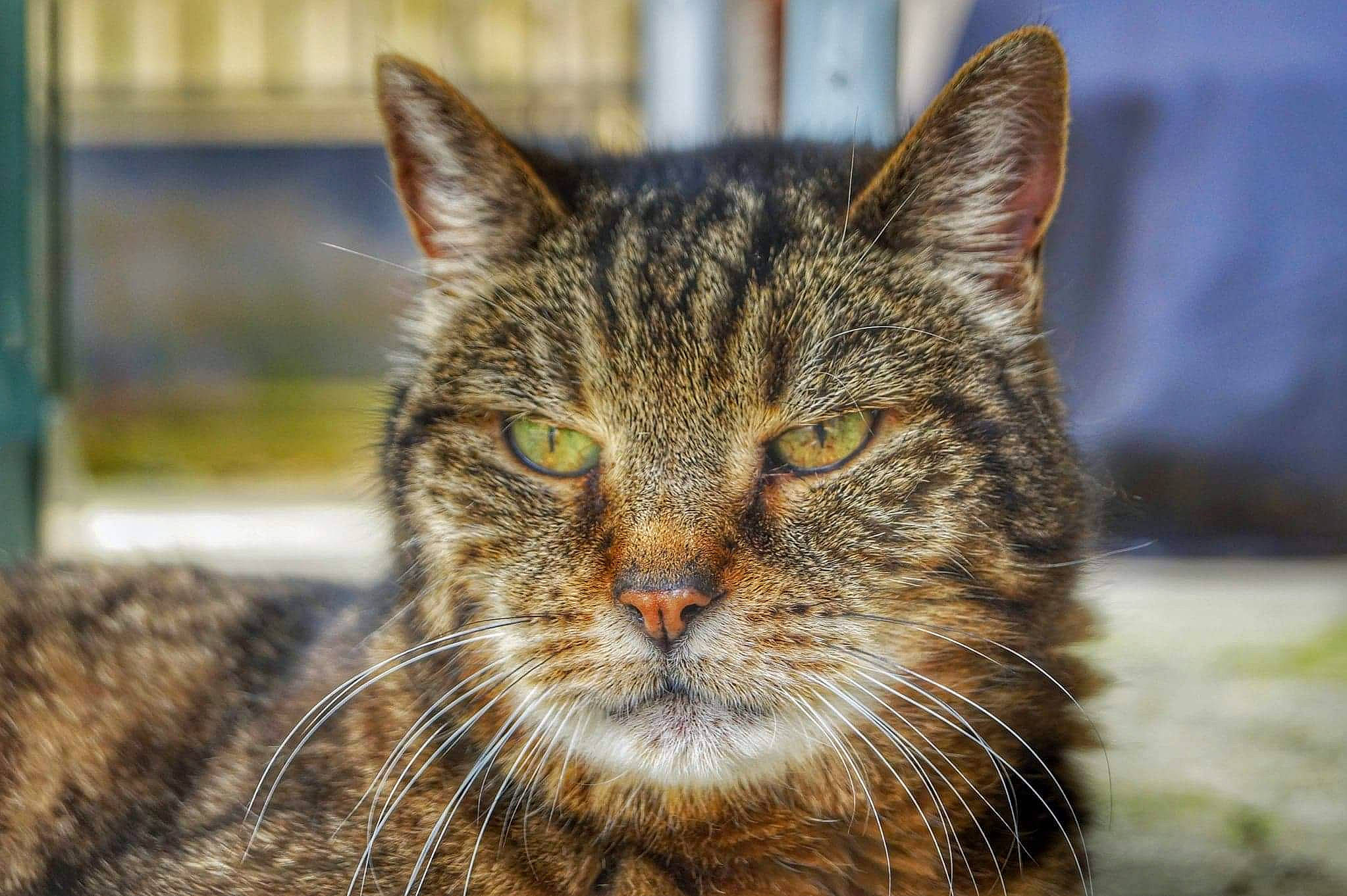 Tigrou participe au concours pour gagner de l'argent avec cette photo : aegean_cat, asian, carnivore, cat, close_up, domestic_short_haired_cat, dragon_li, european_shorthair, eye, felidae, fur, mammal, pixie_bob, small_to_medium_sized_cats, snout, tabby_cat, toyger, whiskers, wild_cat, wildlife