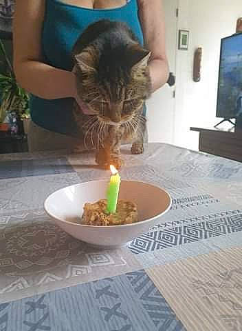 Tigrou participe au concours pour gagner de l'argent avec cette photo : cat, domestic_short_haired_cat, european_shorthair, felidae, fictional_character, kitten, small_to_medium_sized_cats, tabby_cat, whiskers, yoda