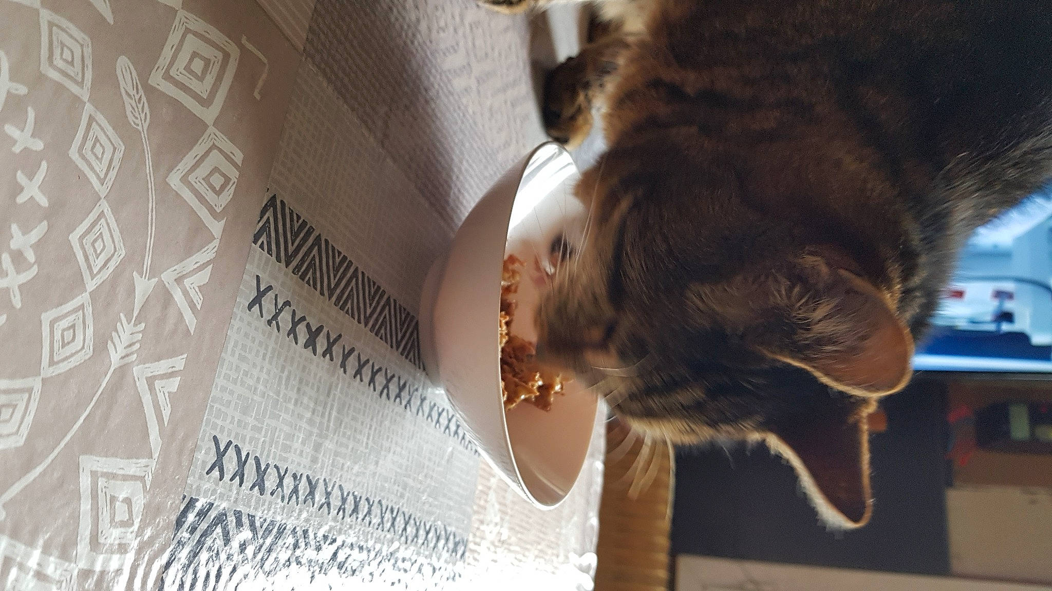 Tigrou a rejoint le concours — aidez-le/la à gagner de superbes lots ! carnivore, cat, domestic_short_haired_cat, ear, european_shorthair, fawn, felidae, fur, small_to_medium_sized_cats, snout, tabby_cat, tail, whiskers