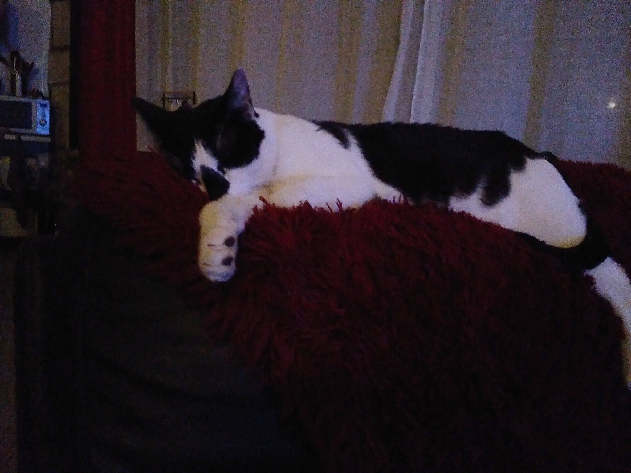 Miminne participe au concours pour gagner de l'argent avec cette photo : canidae, carnivore, cat, cat_supply, comfort, dog_breed, domestic_short_haired_cat, felidae, flooring, formal_wear, fur, hardwood, linens, shelf, small_to_medium_sized_cats, snout, tail, terrestrial_animal, whiskers, wood