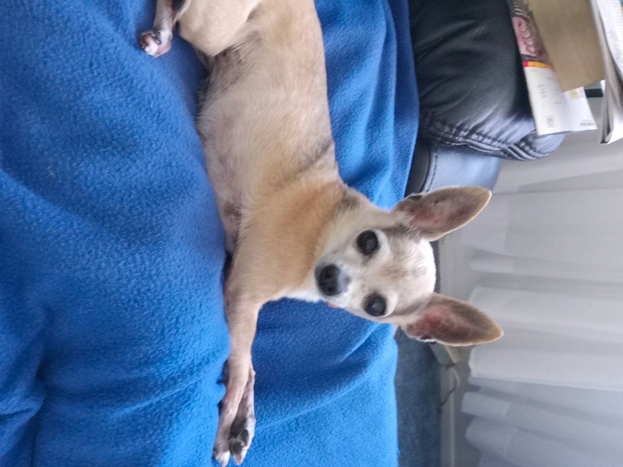 Chichi is registered to the contest to win money with this photo: carnivore, collar, comfort, companion_dog, corgi_chihuahua, dog, dog_breed, dog_supply, electric_blue, fawn, fur, human_leg, non_sporting_group, paw, puppy, tail, toy_dog, welsh_corgi, whiskers, working_animal