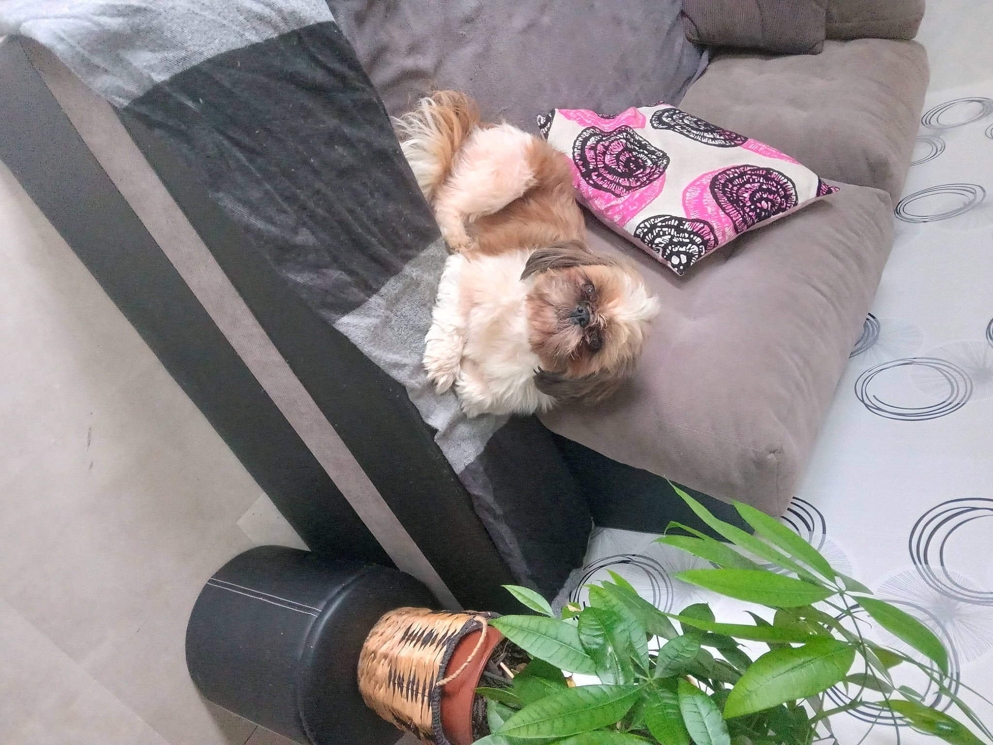 Pumba participe au concours pour gagner de l'argent avec cette photo : canidae, carnivore, comfort, companion_dog, dog, dog_breed, dog_clothes, dog_supply, fawn, fur, herb, linens, liver, mammal, pet_supply, pillow, plant, sporting_group, terrier, toy_dog