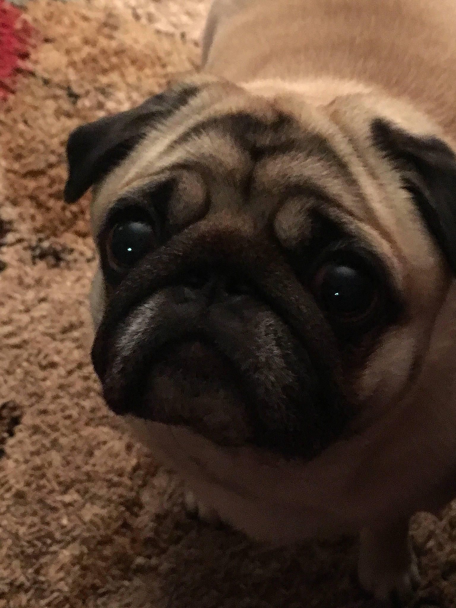 Fern is registered to the contest to win money with this photo: ancient_dog_breeds, canidae, carnivore, companion_dog, dog, dog_breed, eye, fawn, mammal, nose, pug, puppy, puppy_love, skin, snout, toy_dog, whiskers, wrinkle